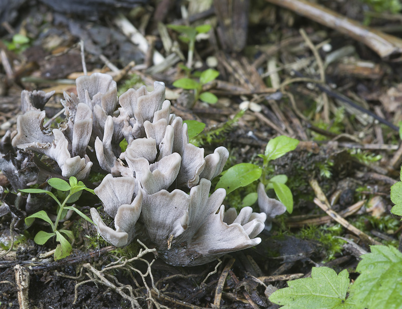 Thelephora palmata